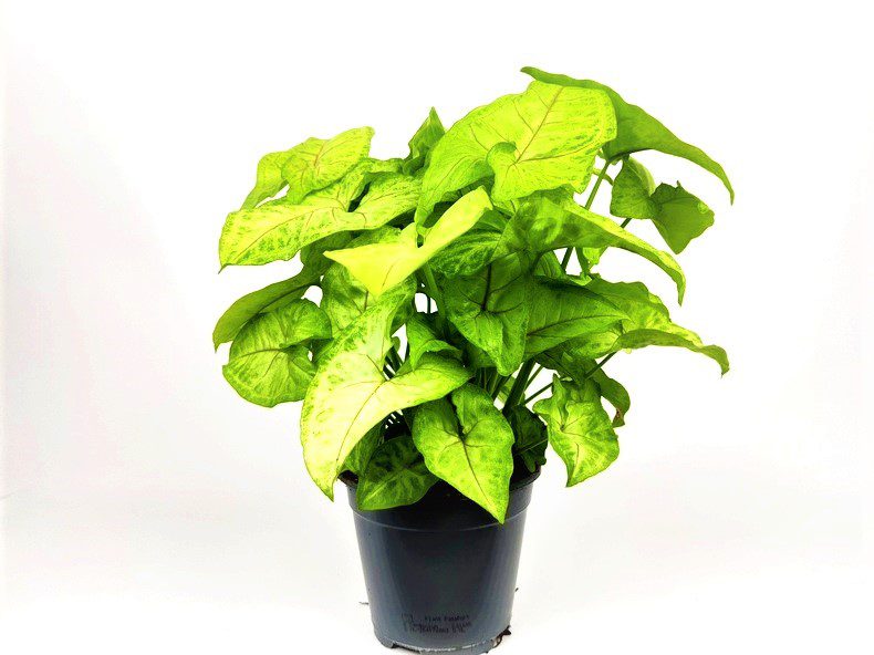 syngonium golden syngonium golden