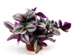 tradescantia nanouk 1