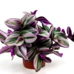 tradescantia nanouk 1