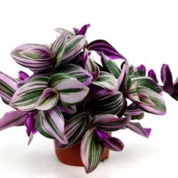 tradescantia nanouk 1