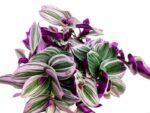 tradescantia nanouk