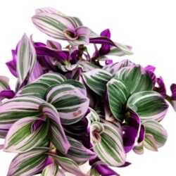 tradescantia nanouk