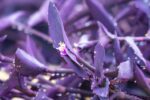 tradescantia pallida purpurea 1