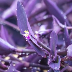 tradescantia pallida purpurea 1