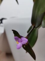 tradescantia pallida purpurea