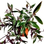tradescantia pallida purpurea 2