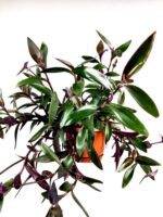 tradescantia pallida purpurea 2