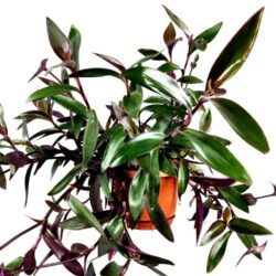 tradescantia pallida purpurea 2
