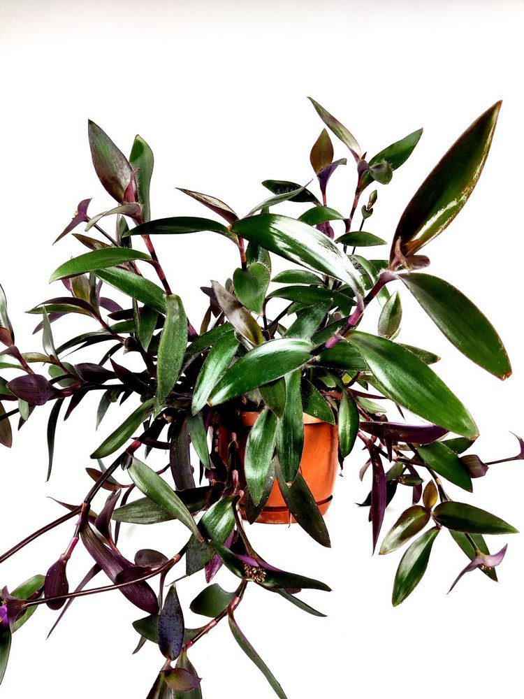 tradescantia pallida purpurea 2 tradescantia pallida purpurea 2