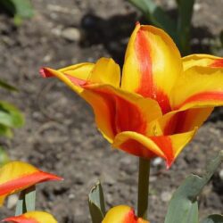 tulipano blossom bloom