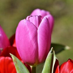 tulipano budapest