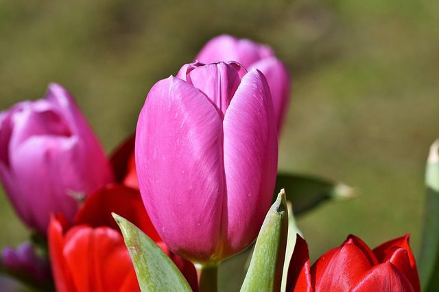 tulipano budapest tulipano budapest