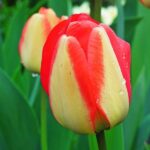 tulipano cape town