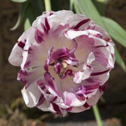 tulipano carlotta
