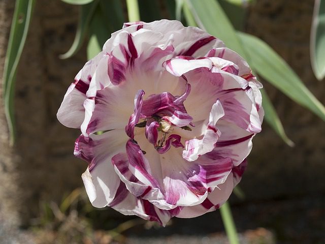 tulipano carlotta tulipano carlotta