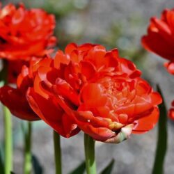 tulipano doppio amsterdam