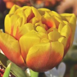 tulipano doppio boston bay