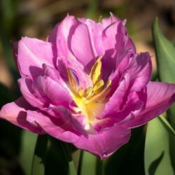 tulipano doppio ellis