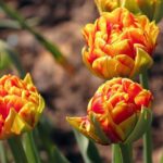tulipano doppio iconic