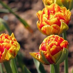 tulipano doppio iconic