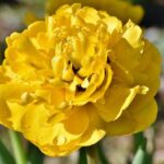 tulipano doppio kiosa