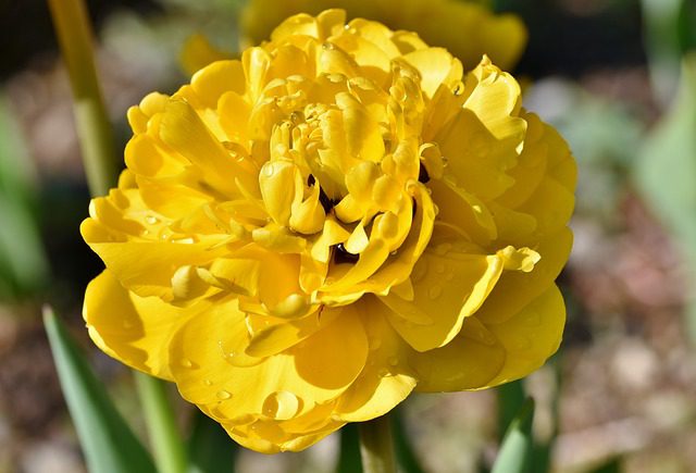 tulipano doppio kiosa tulipano doppio kiosa