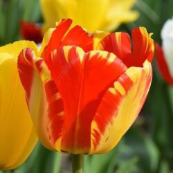 tulipano felipe