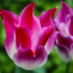 tulipano lilyrose