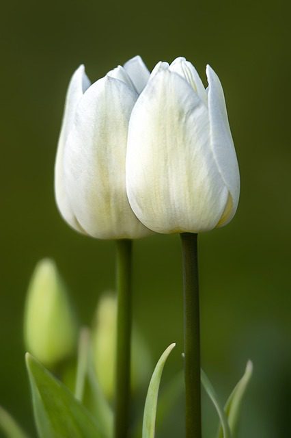 tulipano moonlight tulipano moonlight