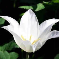 tulipano nicole