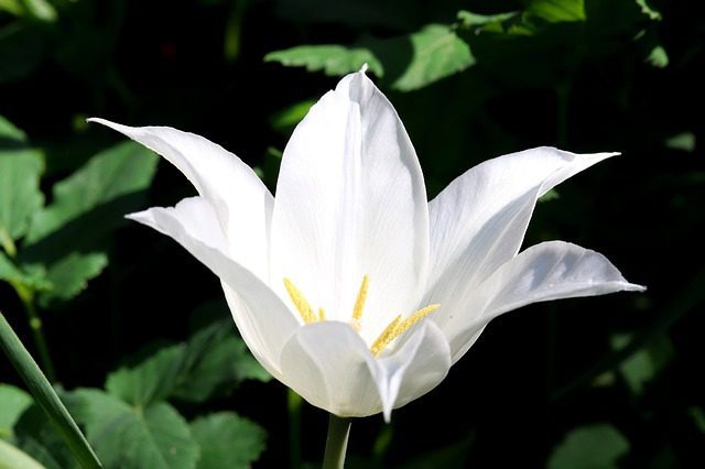 tulipano nicole tulipano nicole