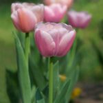 tulipano pink lady