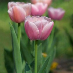 tulipano pink lady