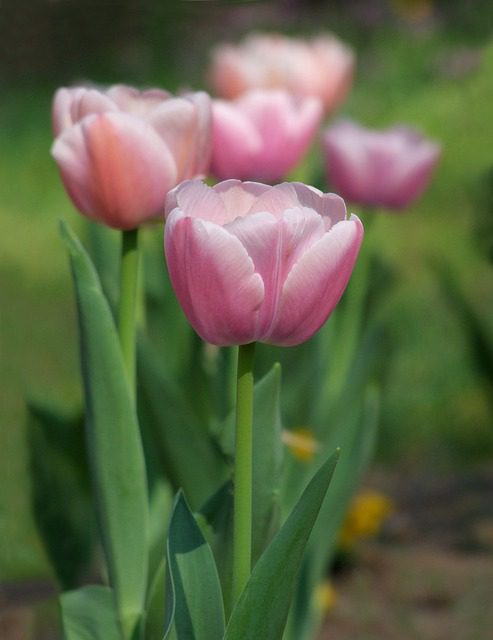 tulipano pink lady tulipano pink lady