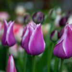 tulipano robin