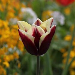 tulipano shanghai