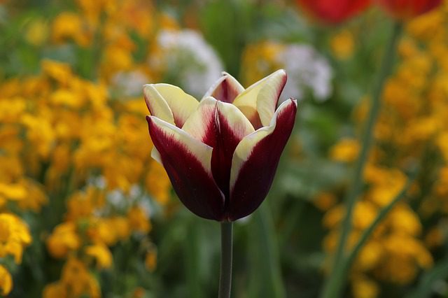 tulipano shanghai tulipano shanghai