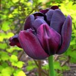 tulipano sonya