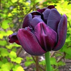tulipano sonya