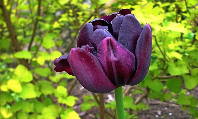 tulipano sonya tulipano sonya