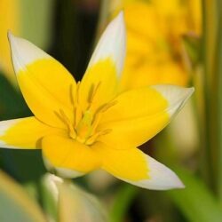 tulipano starlight