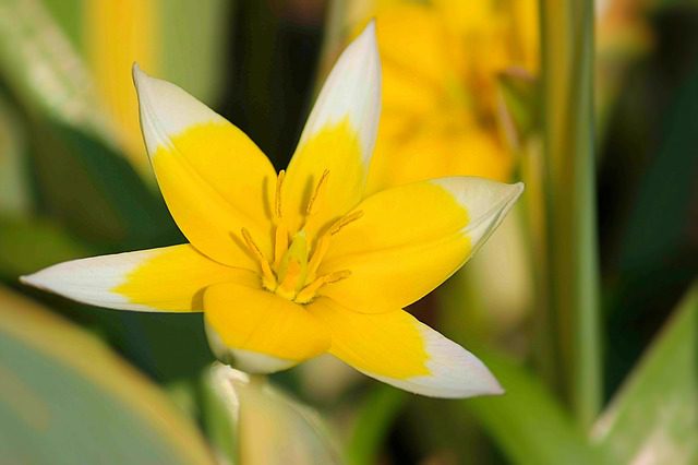tulipano starlight tulipano starlight