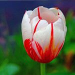 tulipano sundae