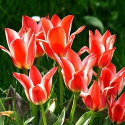 tulipano vancouver