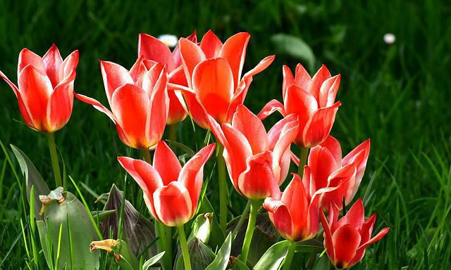 tulipano vancouver tulipano vancouver