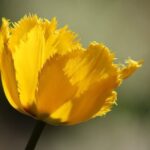 tulipano yellow fabric