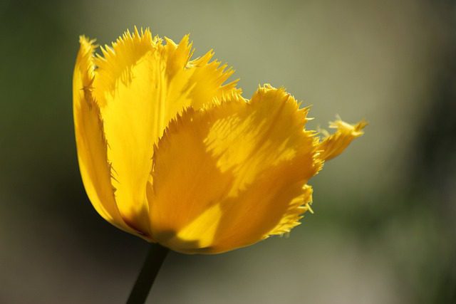 tulipano yellow fabric tulipano yellow fabric