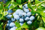 vaccinium corymbosum alix blue mirtillo 1