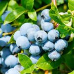vaccinium corymbosum alix blue mirtillo 1