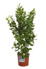 vaccinium corymbosum alix blue mirtillo